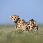 Cheetah in Tanzania.