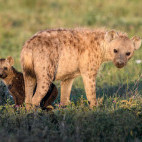 Spotted hyena & cub in Tanzania.