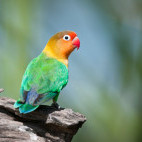 Fischer's lovebird in Ngorongoro Crater, Tanzania.