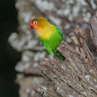Fischer's lovebird in Tanzania.