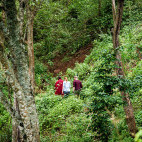 Forest walk from Gibb's Farm in Tanzania.