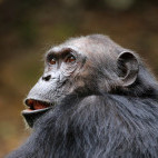 Chimp in Gombe National Park.