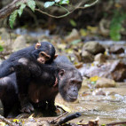 Chimp and baby in Gombe National Park.
