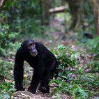 Chimp in Gombe National Park.