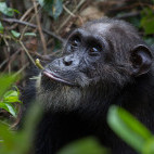Chimp in Gombe National Park