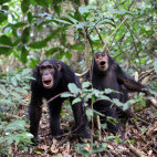 Pair of chimp in Gombe National Park.