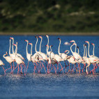 Greater flamingo courtship in  Lake Ndutu, Ngorongoro Conservation Area in Tanzania.