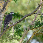 Hawk eagle in Tarangire National Park, Tanzania.