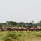 Vehicle safari spotting wildebeest in Tanzania