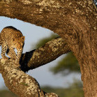 Leopard in Tanzania.
