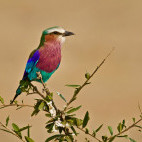 Lilac-breasted roller in Tanzania.