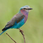 Lilac-breasted roller in Tanzania