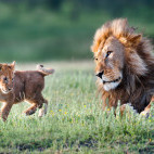 Lion & cub in Tanzania.