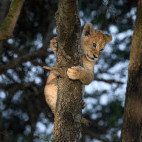 Lion cub in Tanzania.
