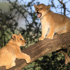 Lion cubs in Tanzania.