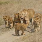 Lion pride in Tanzania.
