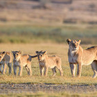 Lion pride in Tanzania