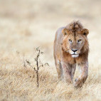 Lion in Tarangire National Park, Tanzania.