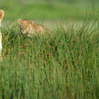 Lioness & cubs in Tanzania.
