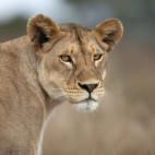 Lioness in Tanzania