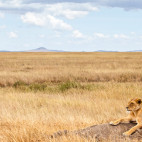 Lioness in Serengeti National Park, Tanzania