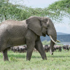 Male African bull elephant in front of wildebeest on the border of the Serengeti and Ngorongoro Conservation Area.