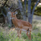 Male impala in Tanzania.