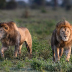 Lion in Ngorongo, Tanzania.