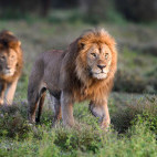 Male lions on the border of the Serengeti and Ngorongoro Conservation Area.