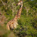 Masai giraffe in Tanzania