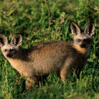 Bat-eared fox in Ndutu, Tanzania.