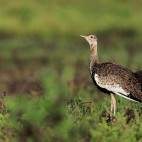 Black-bellied bustard in Ndutu, Tanzania.