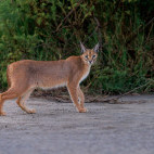 Caracal in Ndutu, Tanzania.