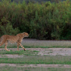 Cheetah in Ndutu, Tanzania.