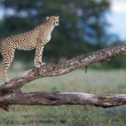 Cheetah in Tanzania.