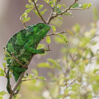 Flap-necked chameleon in Ndutu, Tanzania.