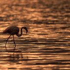 Greater flamingo in Ndutu, Tanzania.