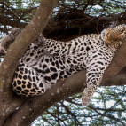 Leopard in Ndutu, Tanzania.