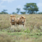 Lion in Ndutu, Tanzania.