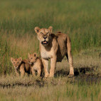 Lioness and cubs in Ndutu, Tanzania.