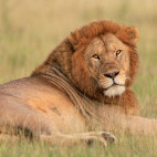 Lion in Ndutu, Tanzania.