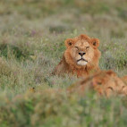 Lion in Ndutu, Tanzania.