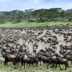 White-bearded wildebeest in Tanzania.
