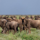White-bearded wildebeest in Ndutu, Tanzania.