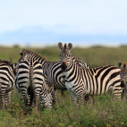 Zebra in Ndutu, Tanzania.