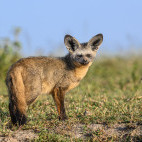 Bat-eared fox in Ngorongoro Conservation Area, Tanzania.