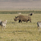 Black rhino and zebra in Ngorongoro Conservation Area, Tanzania