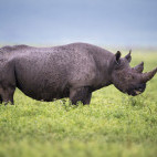 Black rhino in Ngorongoro Conservation Area, Tanzania.