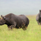 Black rhino in Ngorongoro Conservation Area, Tanzania.