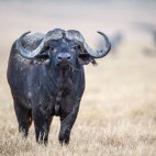 Buffalo in Ngorongoro Conservation Area, Tanzania.